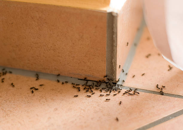 5 Great Ways to control pests at home naturally 1 Control pests at home naturally Ways to control pests at home naturally